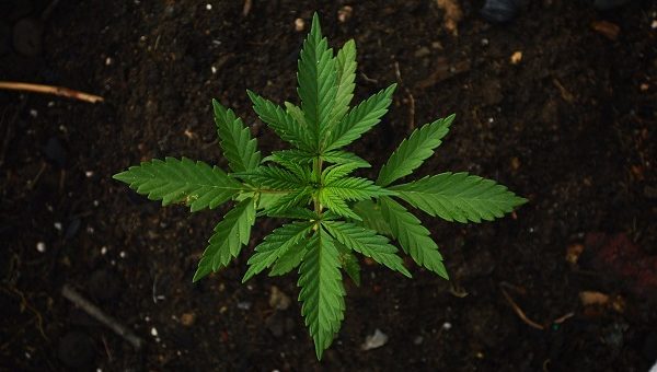 come acquistare cannabis light online